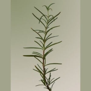 AROMATICA Rosemary Scalp Scrub 165ml - Scrub cuoio capelluto