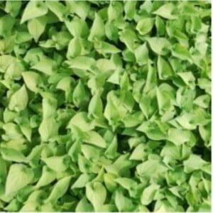 MIXSOON Heartleaf Toner 150ml - Tonico Viso