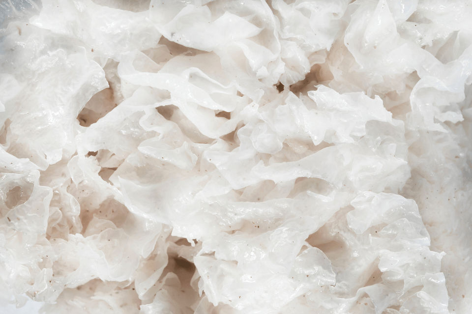 Funghi nella skincare coreana: attivi cosmetici dalle mille proprietà 3 Tremella fuciformis