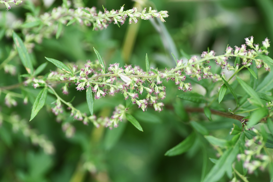 artemisia in cosmesi