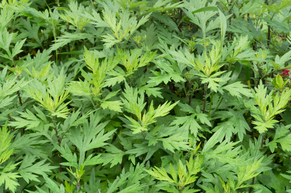 Artemisia in cosmesi: varietà e proprietà 5 artemisia in cosmesi