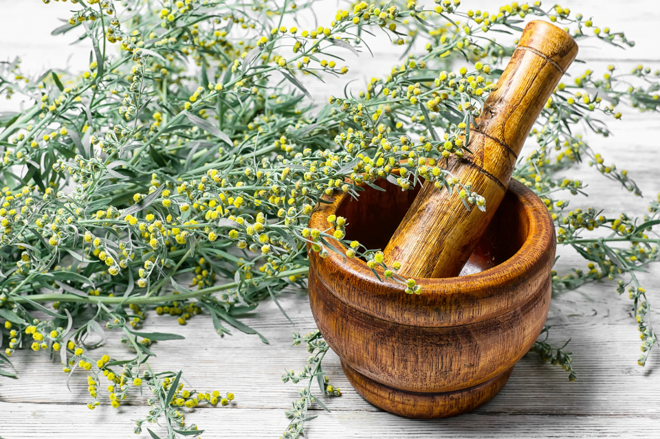 artemisia in cosmesi