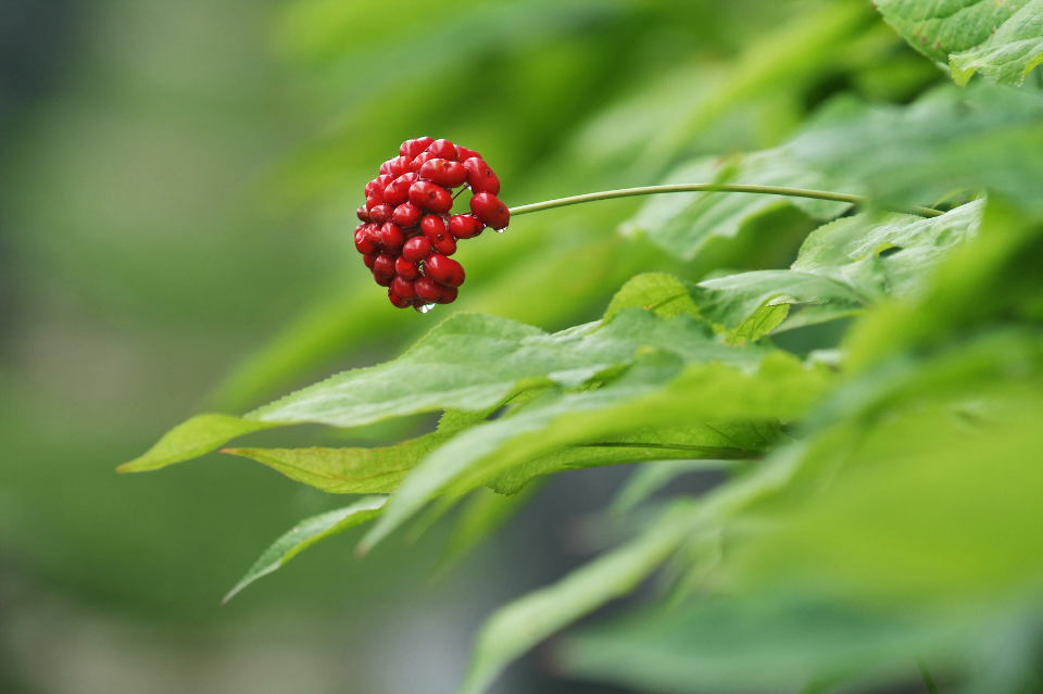 ginseng nei cosmetici