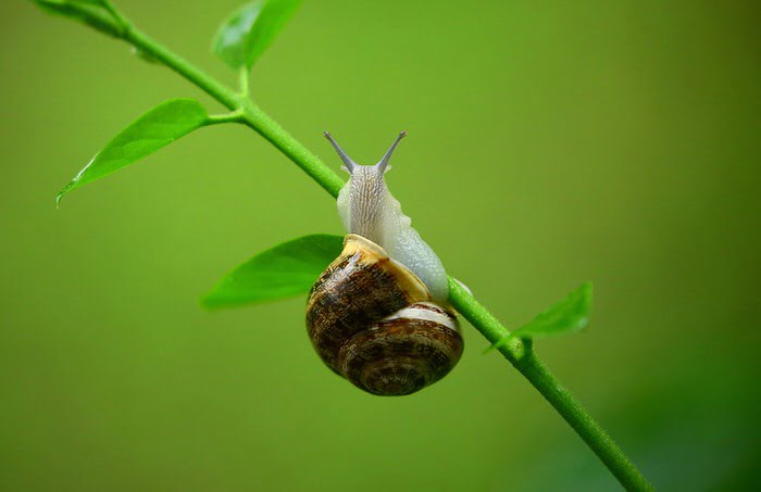 bava di lumaca benefici pelle