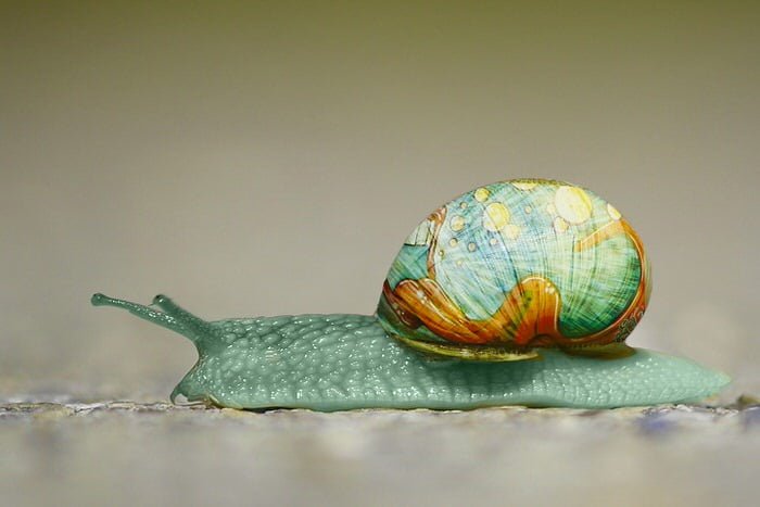 Bava di lumaca cosmetici coreani