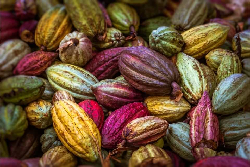Cacao e cioccolato ingredienti golosi per la nostra pelle 2 caratteristiche cacao