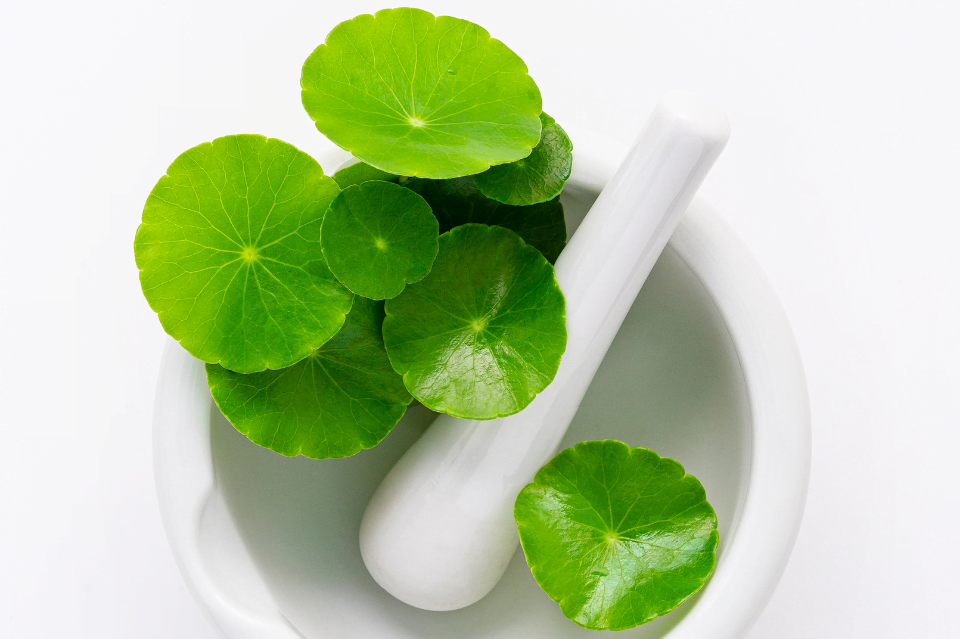 centella asiatica
