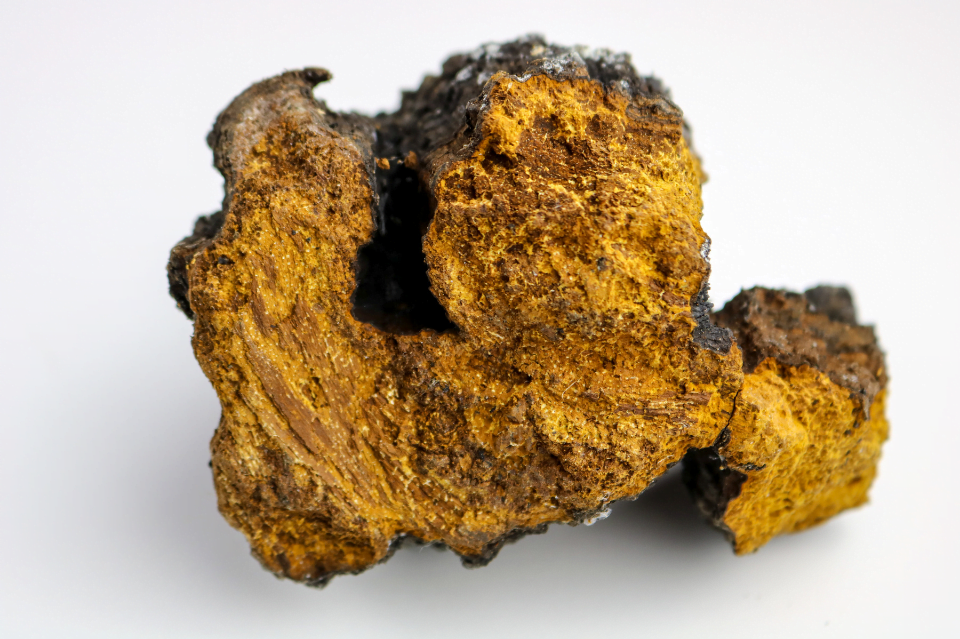 Funghi nella skincare coreana: attivi cosmetici dalle mille proprietà 6 chaga