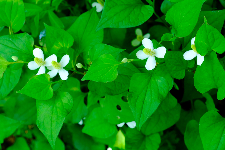 Houttuynia Cordata in skincare: proprietà nella cosmesi e benefici per la pelle 6 Houttuynia Cordata in skincare