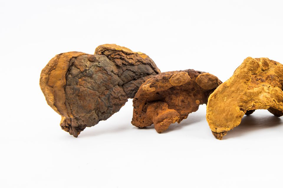 Funghi nella skincare coreana: attivi cosmetici dalle mille proprietà 15 meshima
