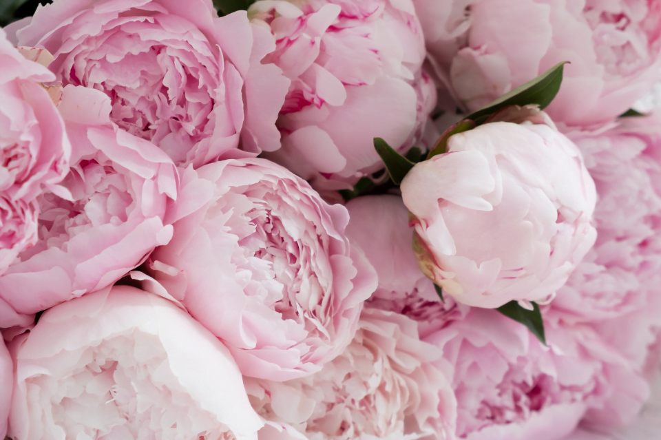 radice di peonia