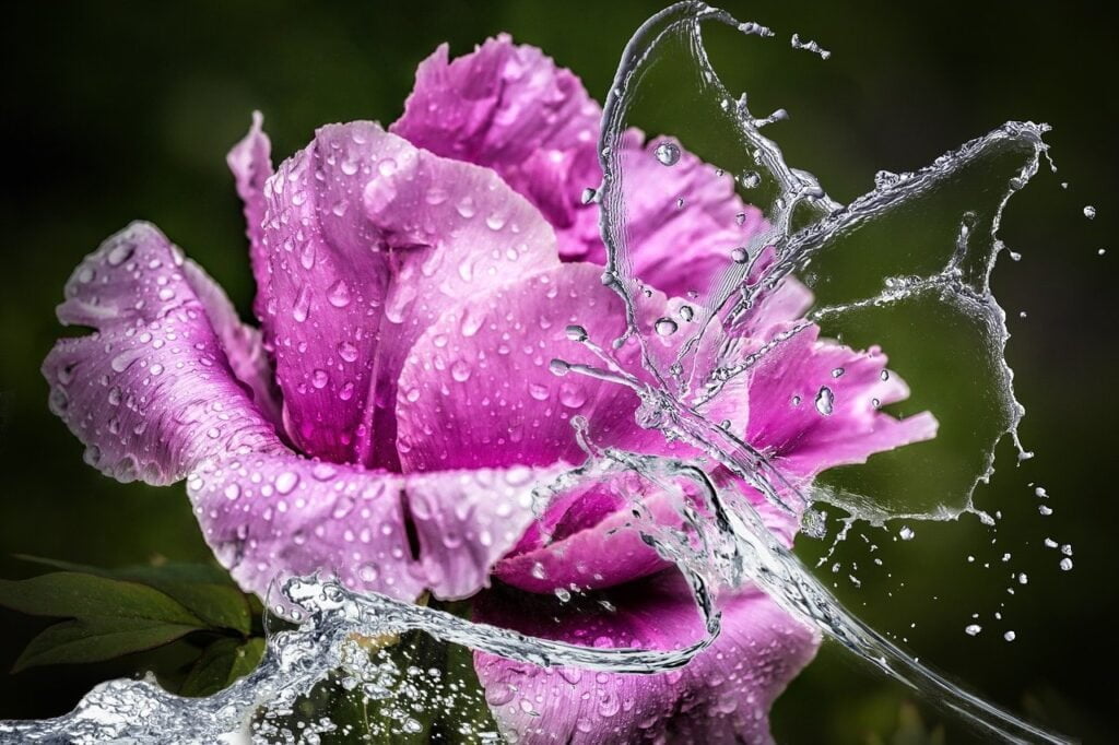 Radice di Peonia: proprietà e benefici per la pelle 9 radice di peonia proprietà e benefici