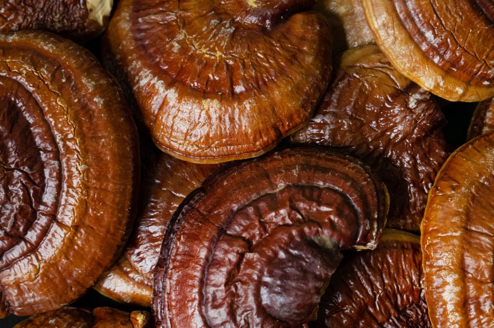 Funghi nella skincare coreana: attivi cosmetici dalle mille proprietà 12 reishi