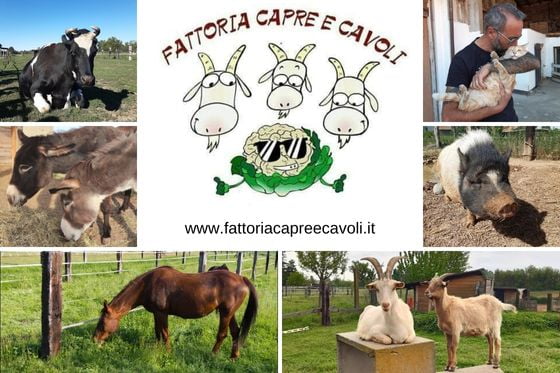fattoria capre e cavoli