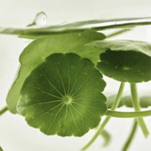 BEAUTY OF JOSEON Light On Serum Centella + Vita C 30ml 8 BEAUTY OF JOSEON Light On Serum Centella + Vita C 30ml - Trattamento illuminante