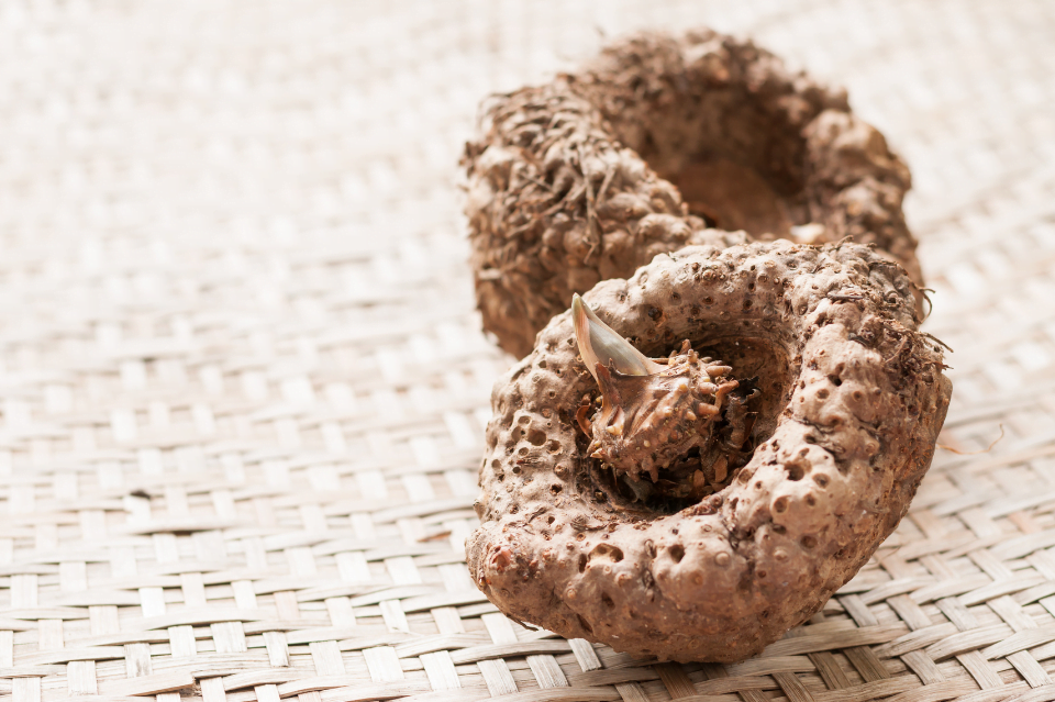 spugna konjac