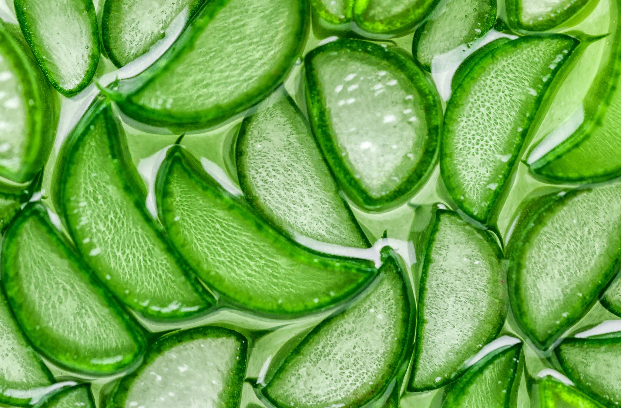 aloe vera