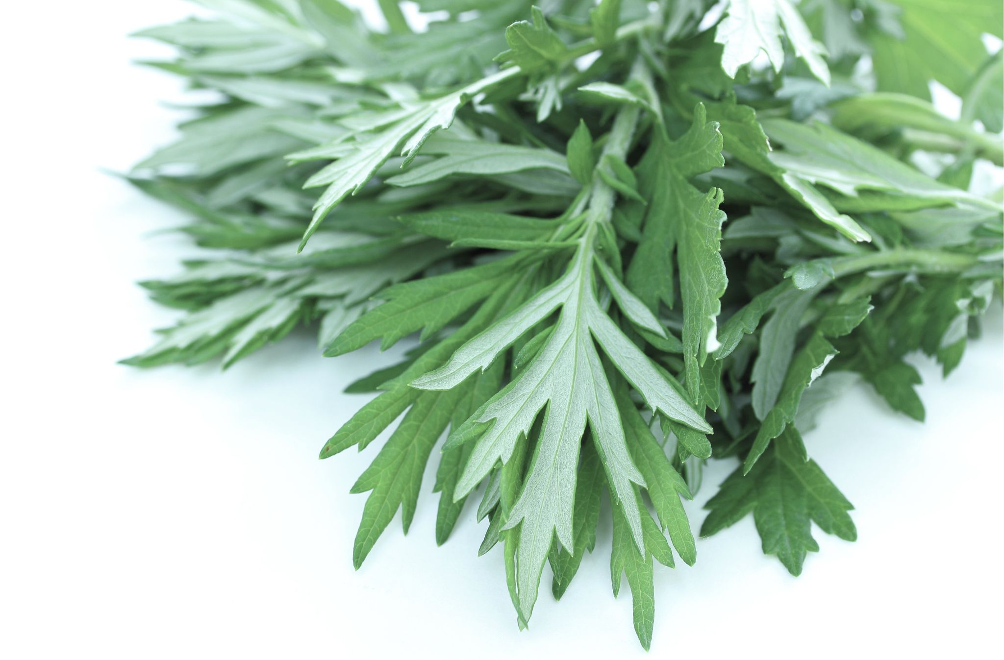 artemisia