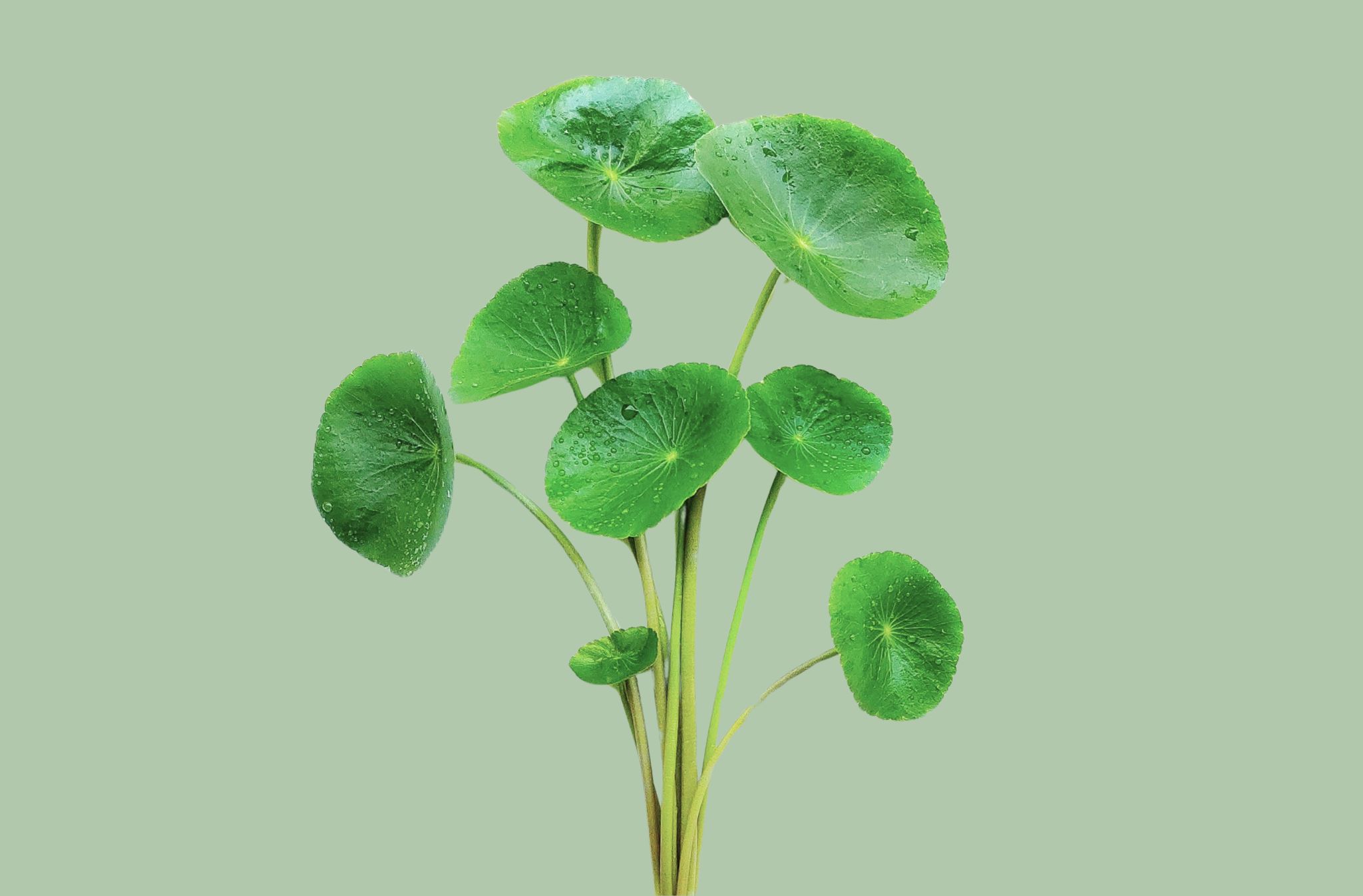 centella asiatica
