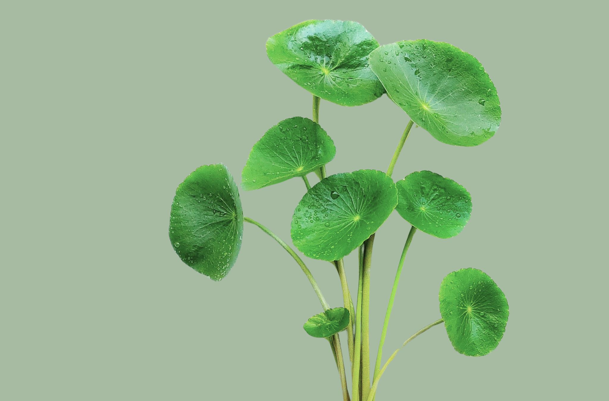 centella asiatica