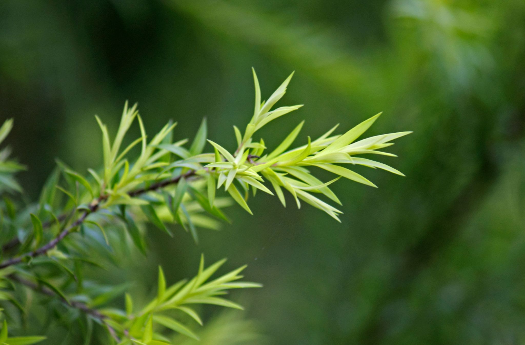 tea tree