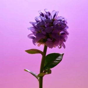 EQQUALBERRY - Bakuchiol Plumping Serum ingredient
