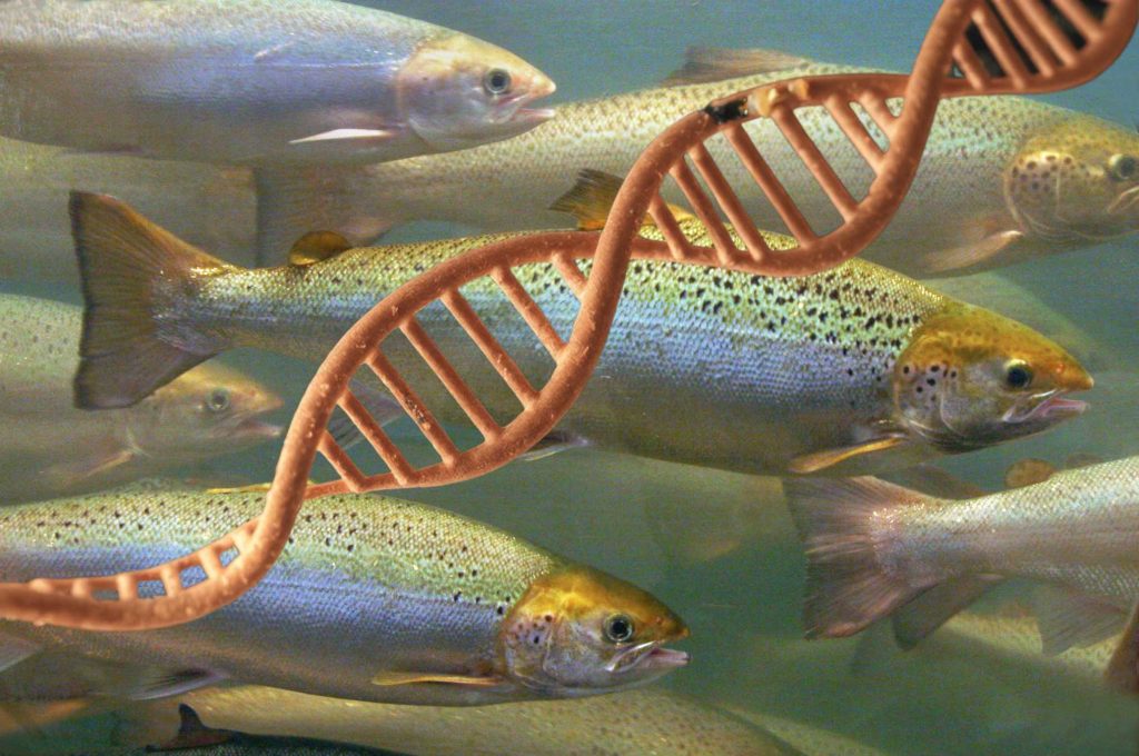 Salmon DNA